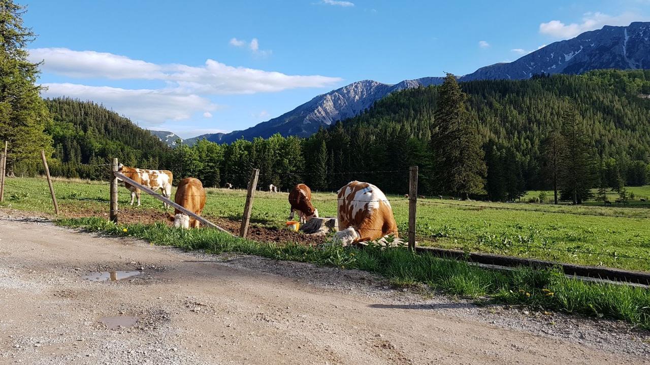 Ferienwohnungen Mamauwiese Gutenstein Bagian luar foto
