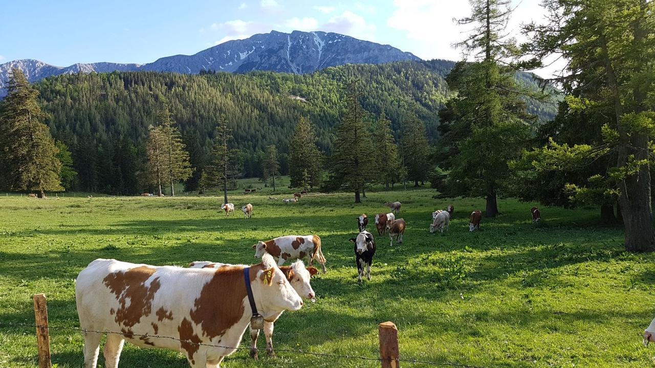 Ferienwohnungen Mamauwiese Gutenstein Bagian luar foto